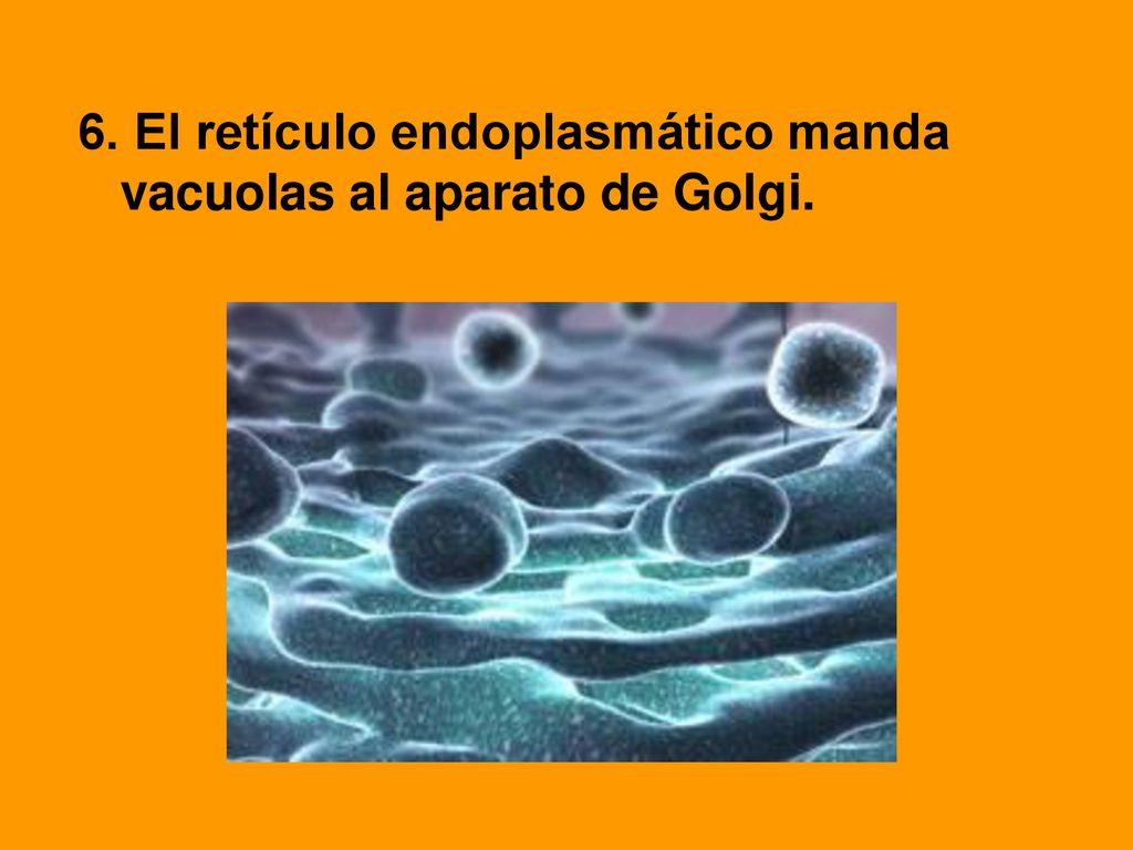 6. El retículo endoplasmático manda vacuolas al aparato de Golgi.