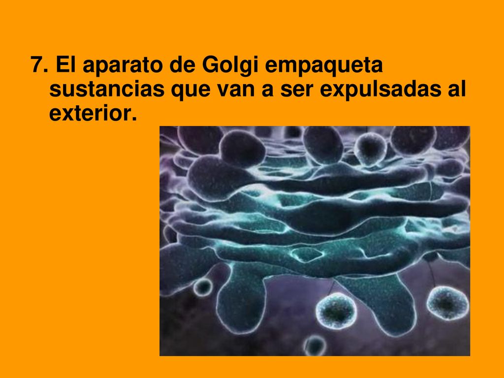 7. El aparato de Golgi empaqueta sustancias que van a ser expulsadas al exterior.