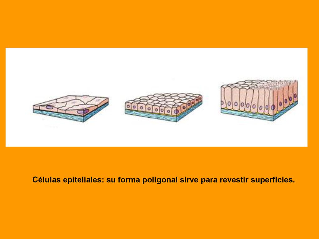 Células epiteliales: su forma poligonal sirve para revestir superficies.