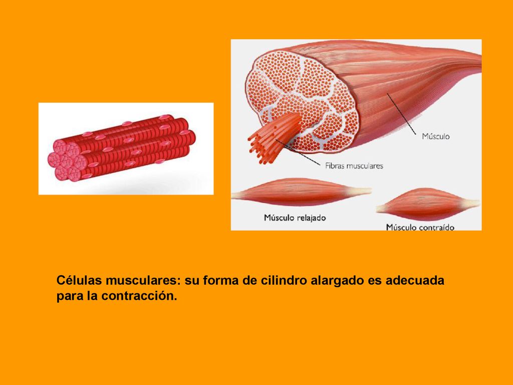 Células musculares: su forma de cilindro alargado es adecuada