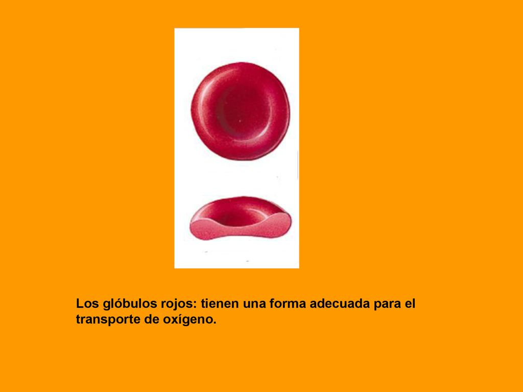 Los glóbulos rojos: tienen una forma adecuada para el
