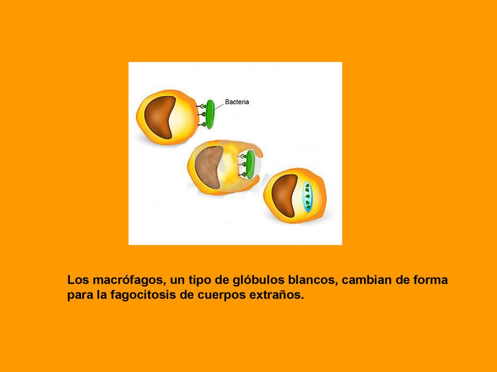 Los macrófagos, un tipo de glóbulos blancos, cambian de forma