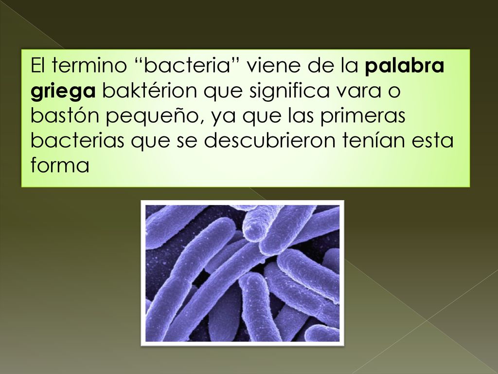 El termino bacteria viene de la palabra griega baktérion que significa vara o bastón pequeño, ya que las primeras bacterias que se descubrieron tenían esta forma