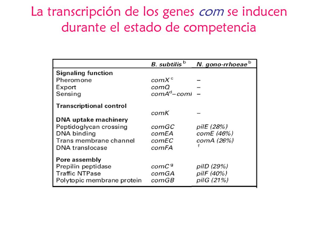 La transcripción de los genes com se inducen durante el estado de competencia