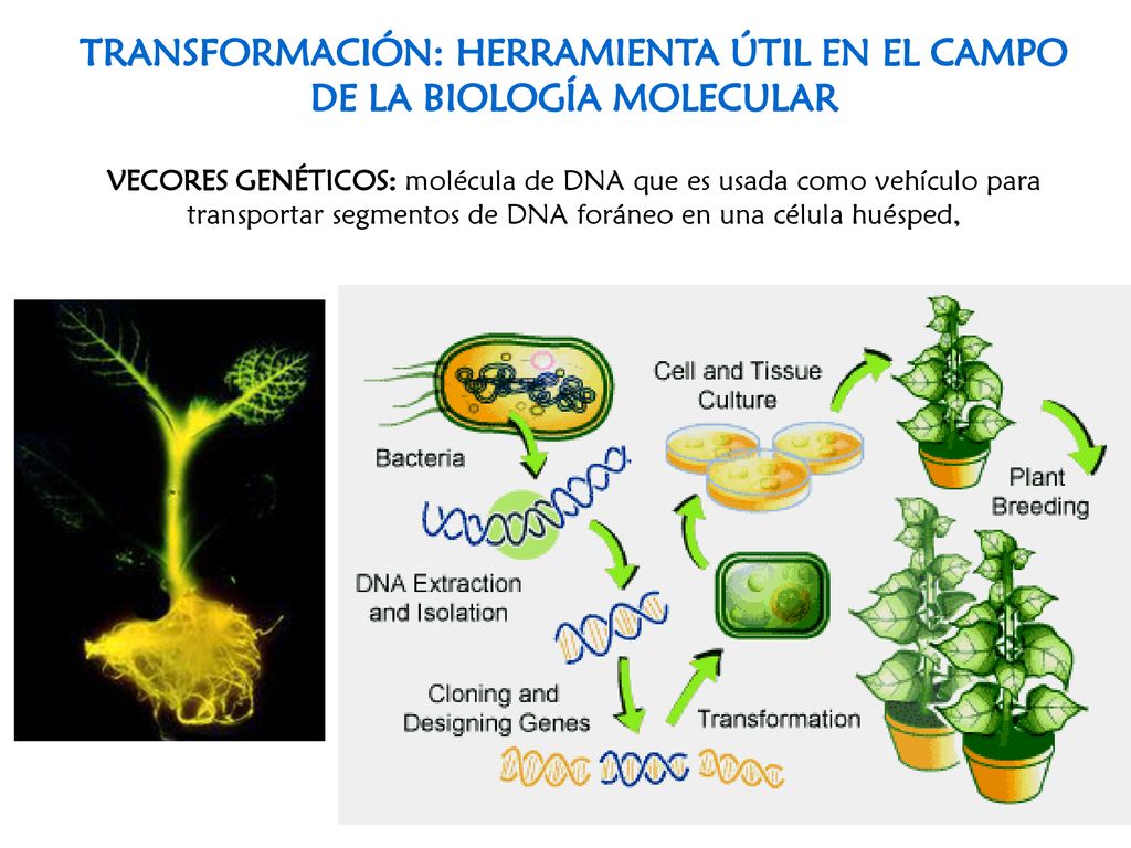 TRANSFORMACIÓN: HERRAMIENTA ÚTIL EN EL CAMPO DE LA BIOLOGÍA MOLECULAR