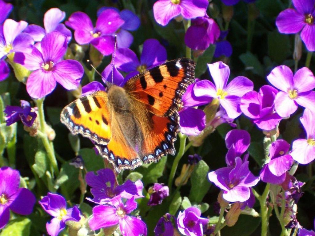 Sé flexíble como las flores, y como las mariposas cuando enfrentan el fuerte viento ...