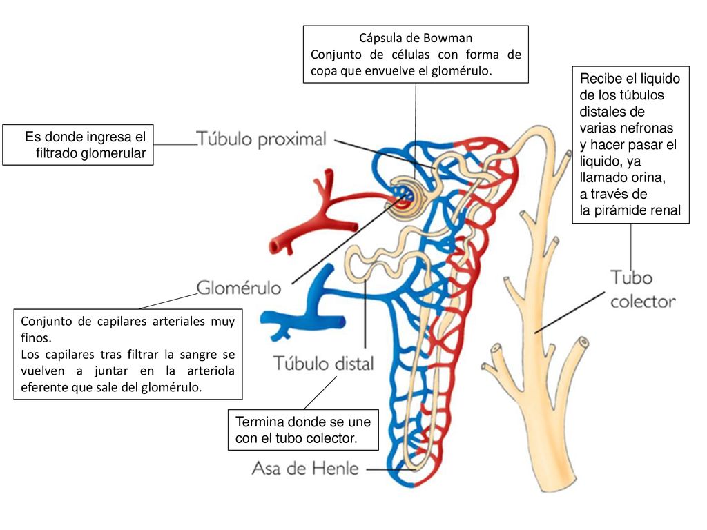Cápsula de Bowman Conjunto de células con forma de copa que envuelve el glomérulo. Conjunto de capilares arteriales muy finos.