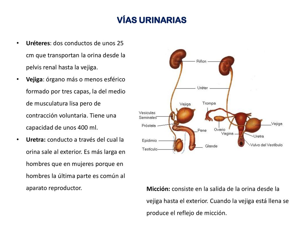 VÍAS URINARIAS Uréteres: dos conductos de unos 25 cm que transportan la orina desde la pelvis renal hasta la vejiga.