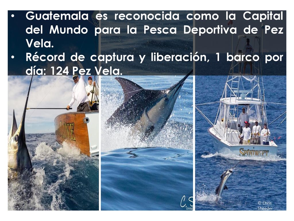 Récord de captura y liberación, 1 barco por día: 124 Pez Vela.