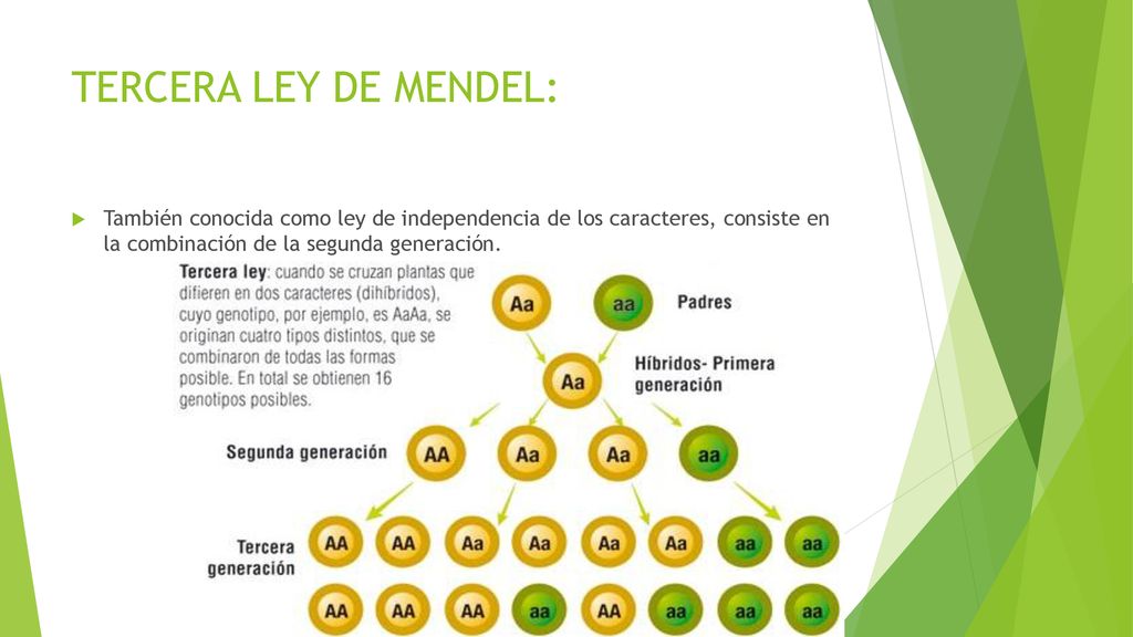 TERCERA LEY DE MENDEL: También conocida como ley de independencia de los caracteres, consiste en la combinación de la segunda generación.