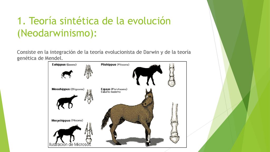 TEORÍA EVOLUCIOISTA NEODARWINISTA - Ppt Descargar