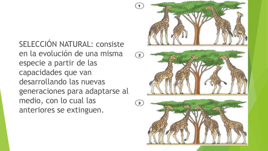 SELECCIÓN NATURAL: consiste en la evolución de una misma especie a partir de las capacidades que van desarrollando las nuevas generaciones para adaptarse al medio, con lo cual las anteriores se extinguen.