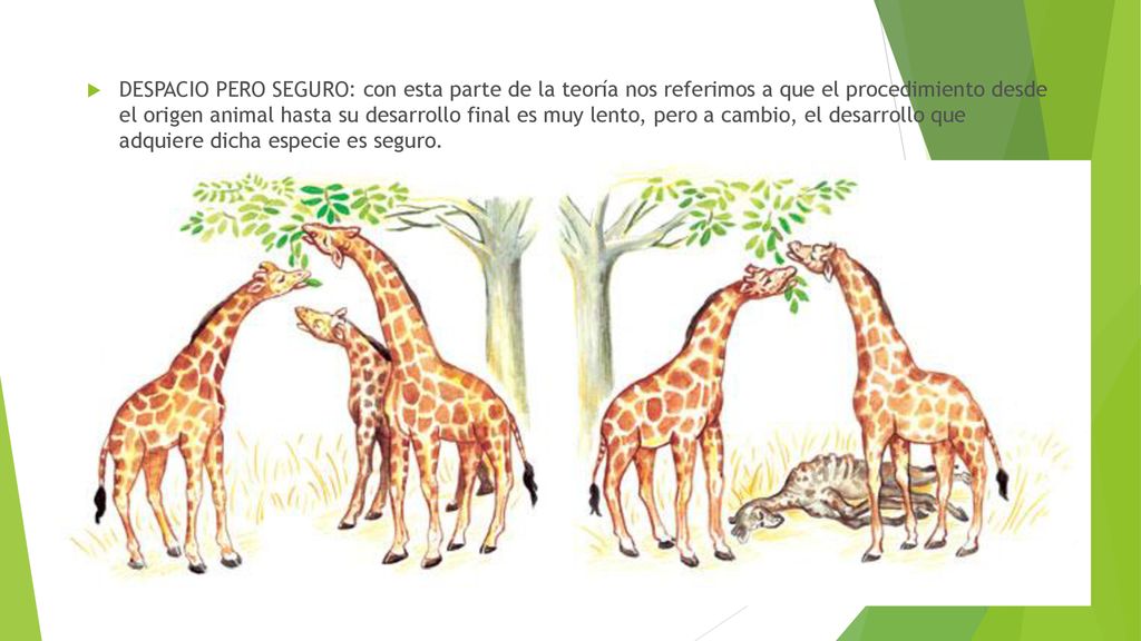 DESPACIO PERO SEGURO: con esta parte de la teoría nos referimos a que el procedimiento desde el origen animal hasta su desarrollo final es muy lento, pero a cambio, el desarrollo que adquiere dicha especie es seguro.