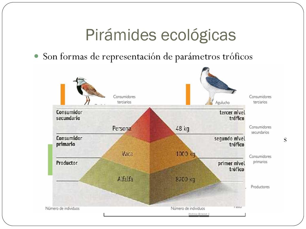 Pirámides ecológicas Son formas de representación de parámetros tróficos. Hay tres tipos: