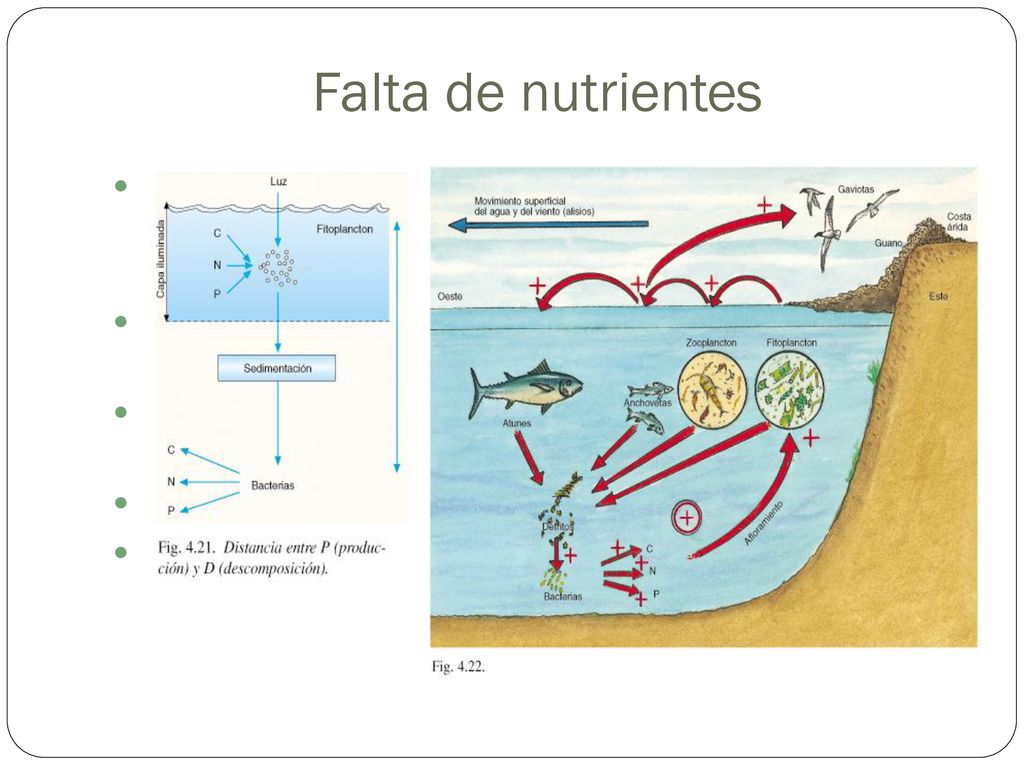Falta de nutrientes El incremento de CO2 no es un factor limitante, pero sí lo son: P: es un recurso no renovable. Depende del ciclo geológico.