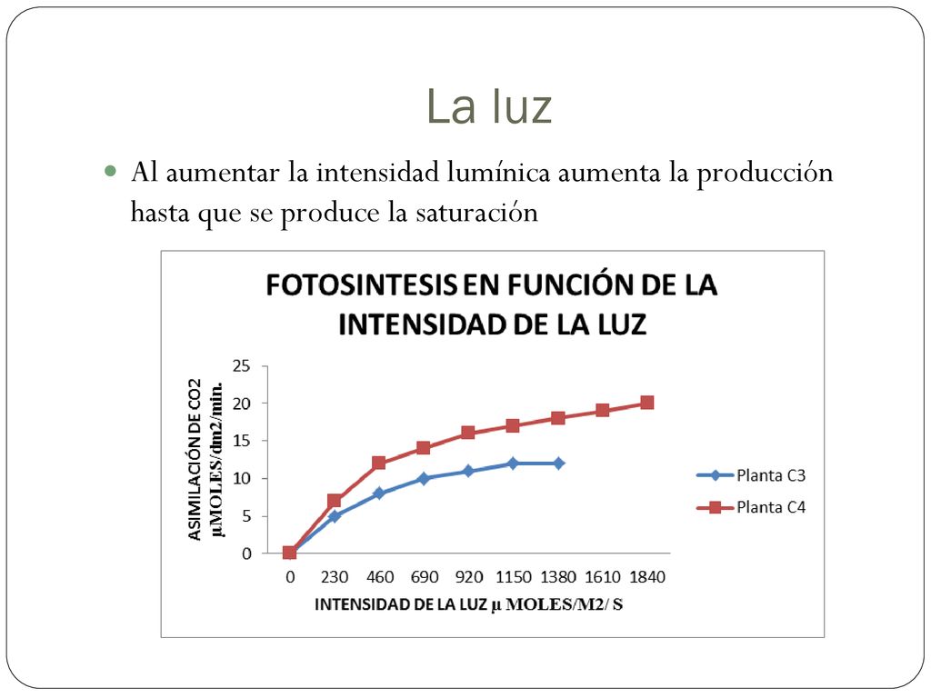 La luz Al aumentar la intensidad lumínica aumenta la producción hasta que se produce la saturación