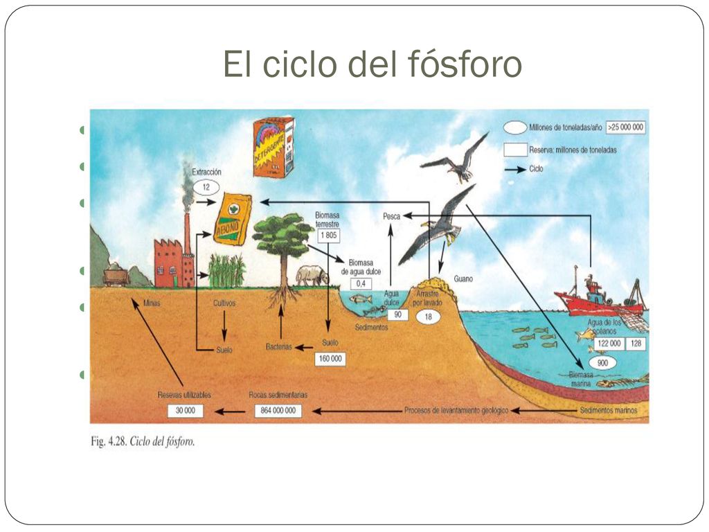 El ciclo del fósforo Es el principal factor limitante de la producción. Se acumula en los fondos oceánicos.