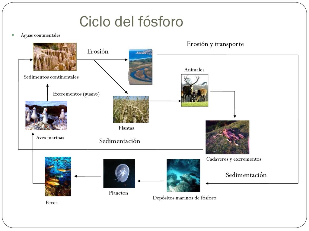 Ciclo del fósforo Erosión y transporte Erosión Sedimentación