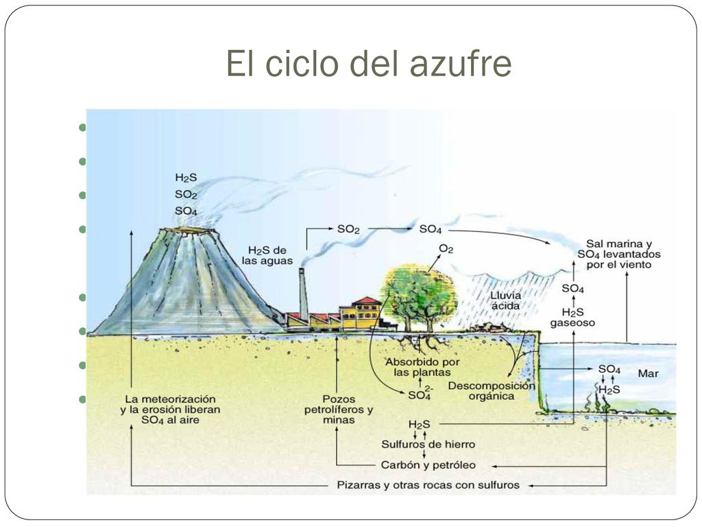 El ciclo del azufre Se almacena como sulfatos en la hidrosfera