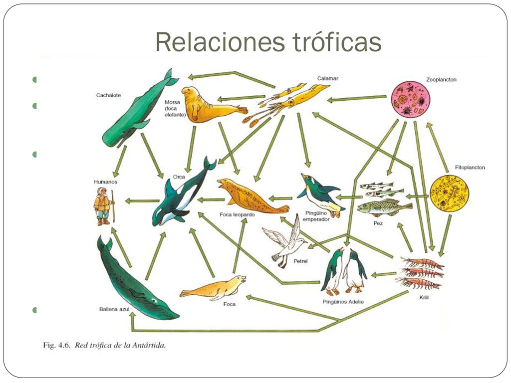 Relaciones tróficas Representan los intercambios de energía entre organismos.
