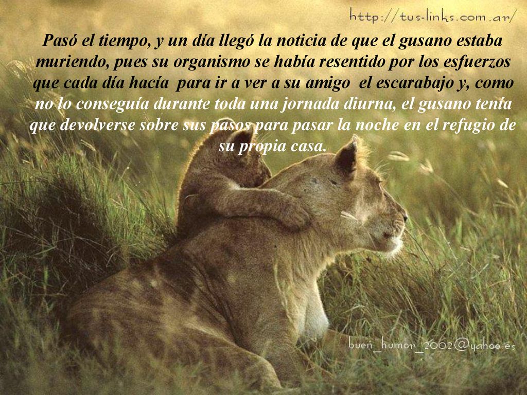 Pasó el tiempo, y un día llegó la noticia de que el gusano estaba muriendo, pues su organismo se había resentido por los esfuerzos que cada día hacía para ir a ver a su amigo el escarabajo y, como no lo conseguía durante toda una jornada diurna, el gusano tenía que devolverse sobre sus pasos para pasar la noche en el refugio de su propia casa.