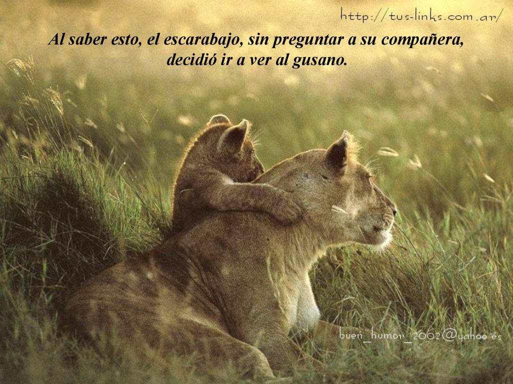 Al saber esto, el escarabajo, sin preguntar a su compañera, decidió ir a ver al gusano.