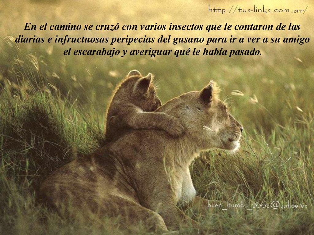 En el camino se cruzó con varios insectos que le contaron de las diarias e infructuosas peripecias del gusano para ir a ver a su amigo el escarabajo y averiguar qué le había pasado.