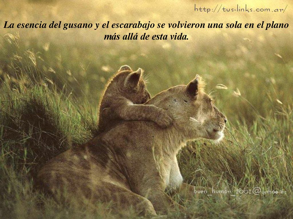 La esencia del gusano y el escarabajo se volvieron una sola en el plano más allá de esta vida.