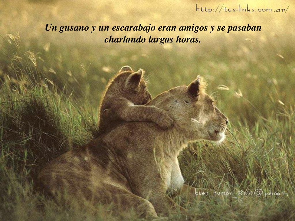 Un gusano y un escarabajo eran amigos y se pasaban charlando largas horas.