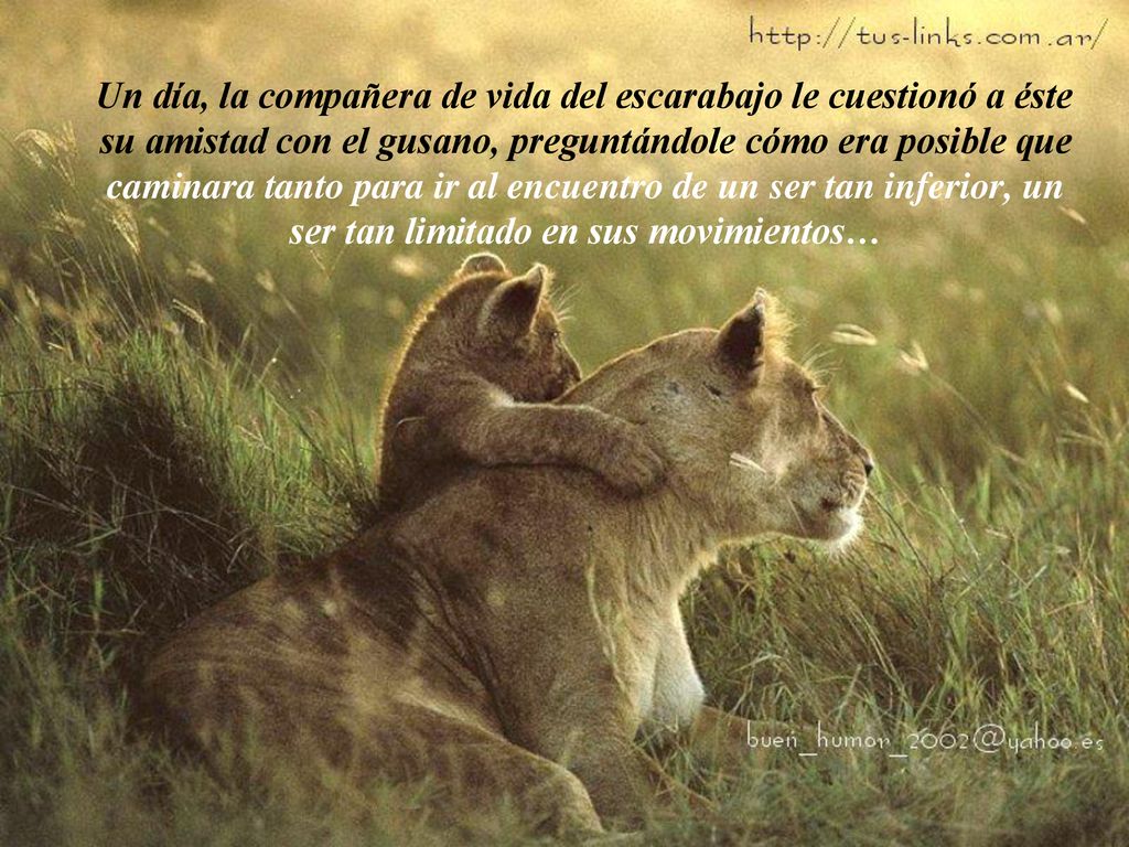 Un día, la compañera de vida del escarabajo le cuestionó a éste su amistad con el gusano, preguntándole cómo era posible que caminara tanto para ir al encuentro de un ser tan inferior, un ser tan limitado en sus movimientos…