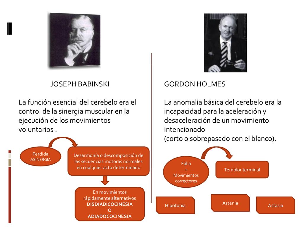 JOSEPH BABINSKI La función esencial del cerebelo era el control de la sinergia muscular en la ejecución de los movimientos voluntarios .