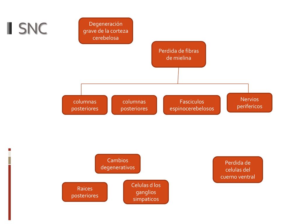SNC Degeneración grave de la corteza cerebelosa