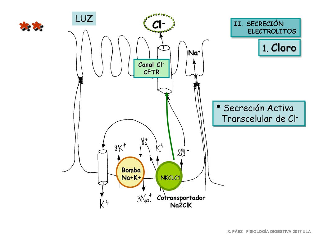 * * Cl- LUZ 1. Cloro Secreción Activa Transcelular de Cl- Na+