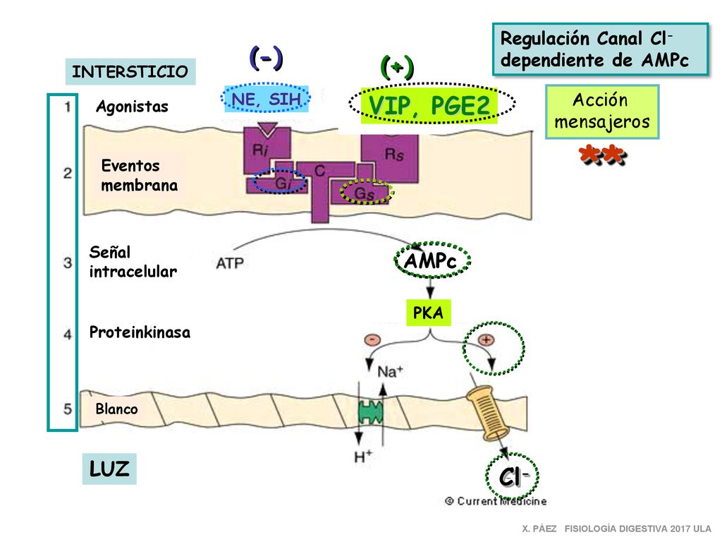 ** (-) (+) VIP, PGE2 Cl- AMPc LUZ Regulación Canal Cl-