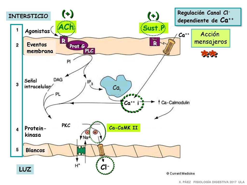 ** (+) (+) ACh Sust.P Cl- Acción mensajeros Cai LUZ