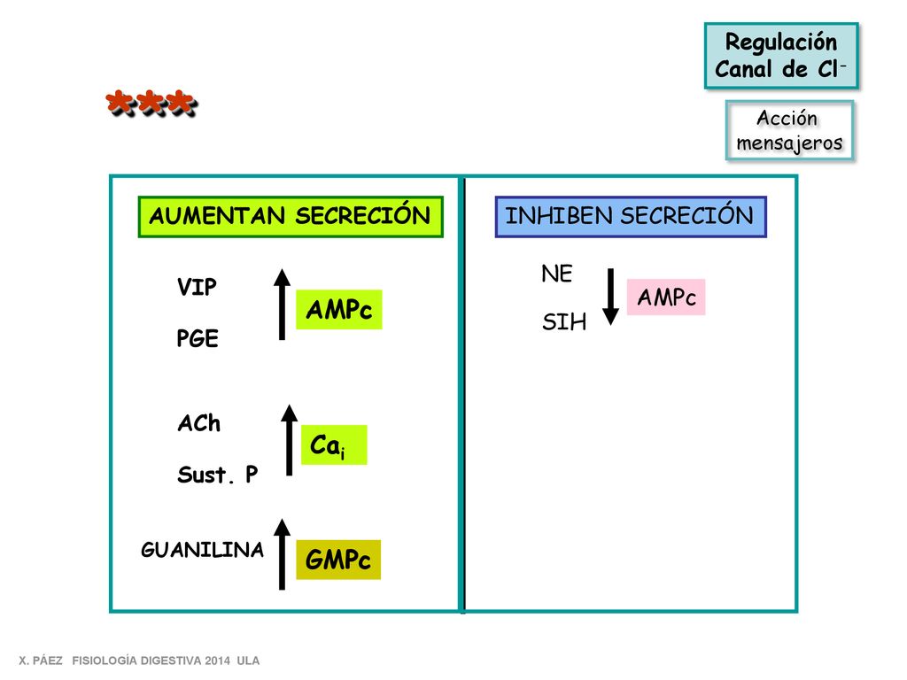 * ** AMPc Cai GMPc Regulación Canal de Cl- AUMENTAN SECRECIÓN
