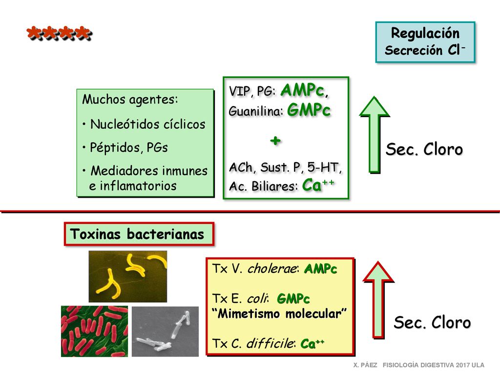 * *** Sec. Cloro Sec. Cloro Regulación Toxinas bacterianas
