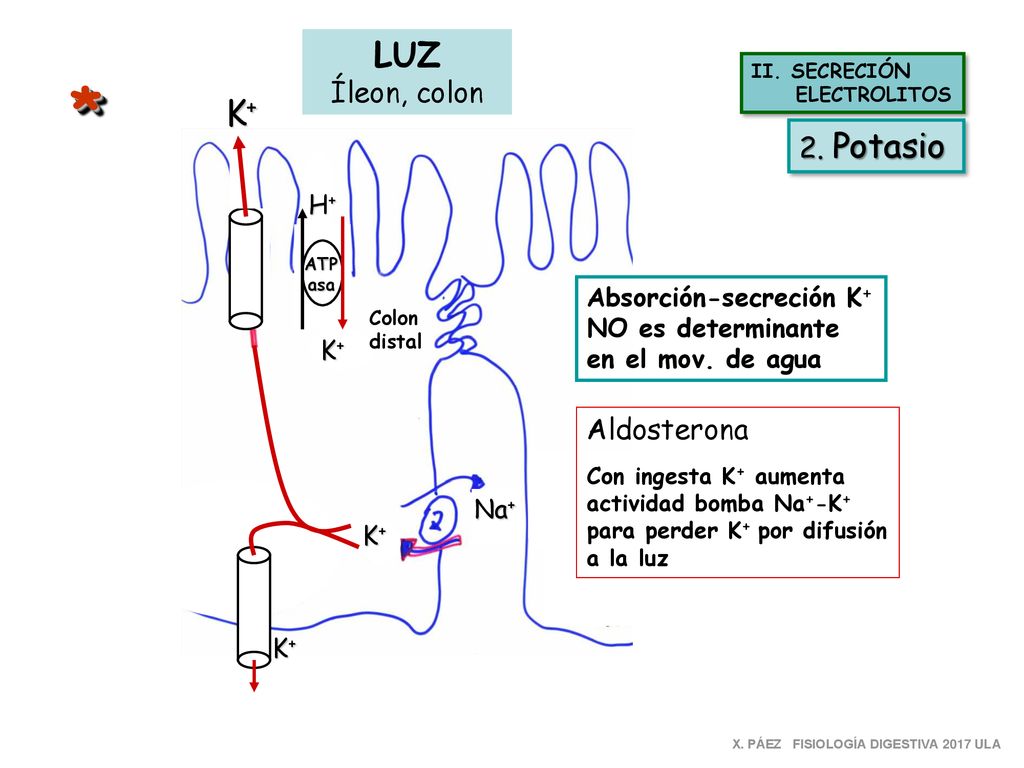 * LUZ K+ Íleon, colon 2. Potasio Aldosterona H+ Absorción-secreción K+