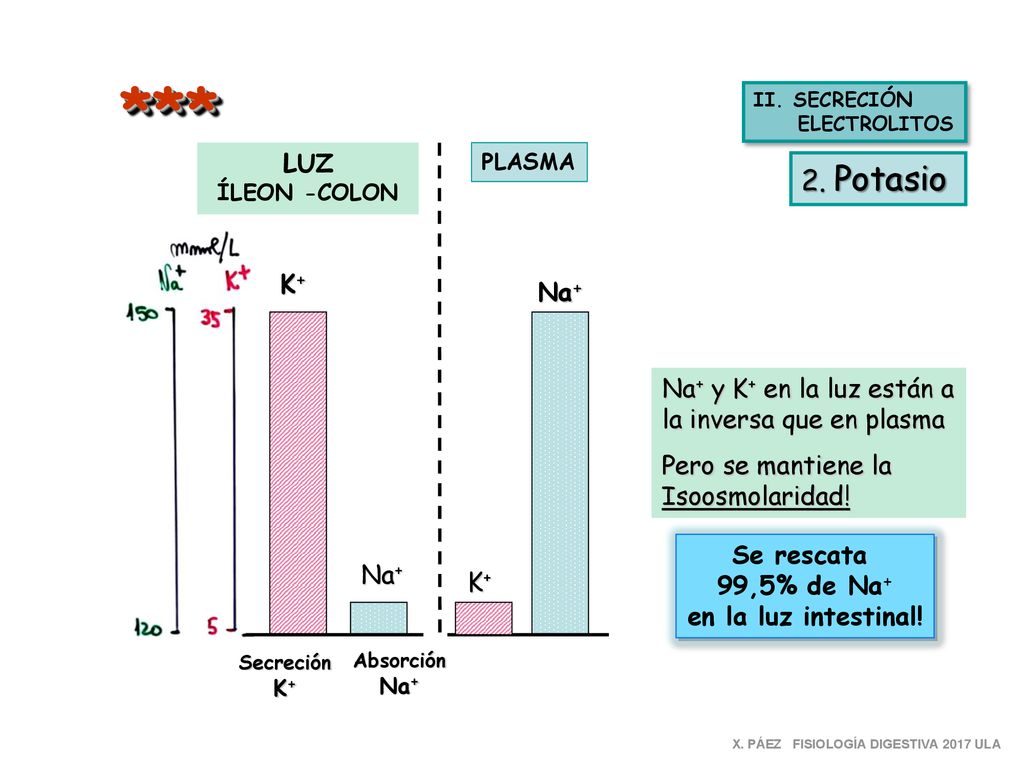 *** II. SECRECIÓN. ELECTROLITOS. LUZ. ÍLEON -COLON. PLASMA. 2. Potasio. K+ Na+ Na+ y K+ en la luz están a la inversa que en plasma.