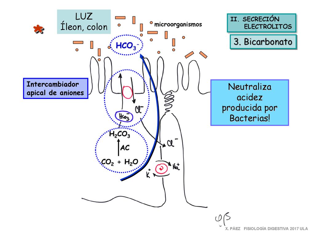 * LUZ Íleon, colon 3. Bicarbonato Neutraliza acidez producida por
