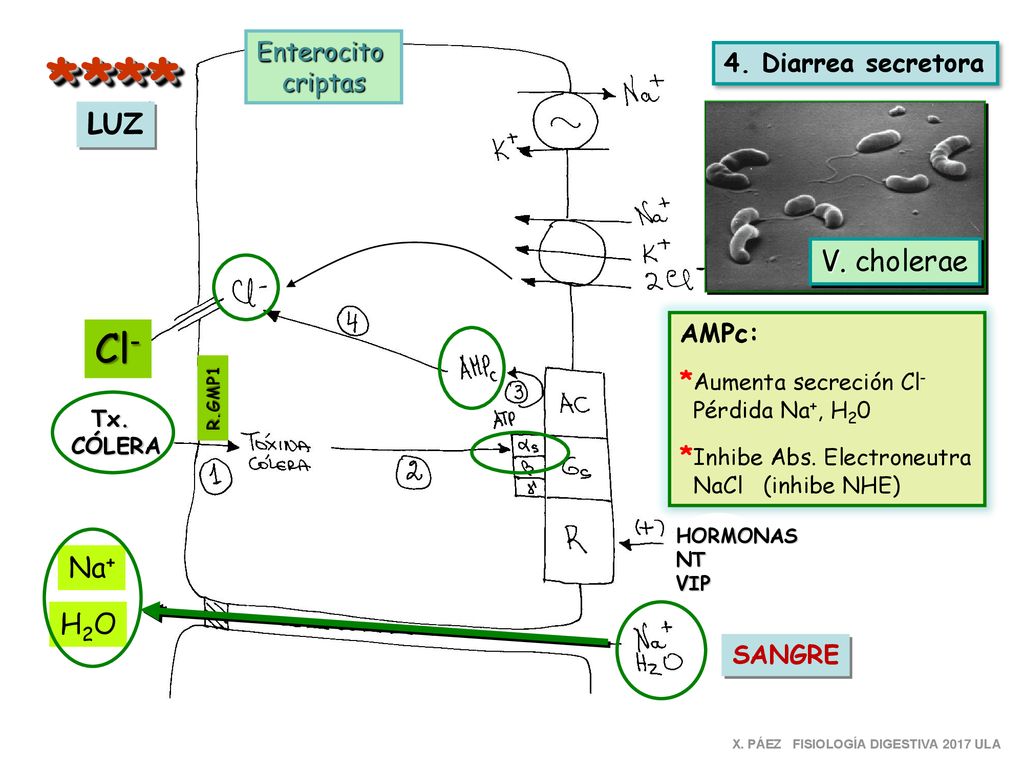 * *** Cl- LUZ V. cholerae Na+ H2O Enterocito 4. Diarrea secretora