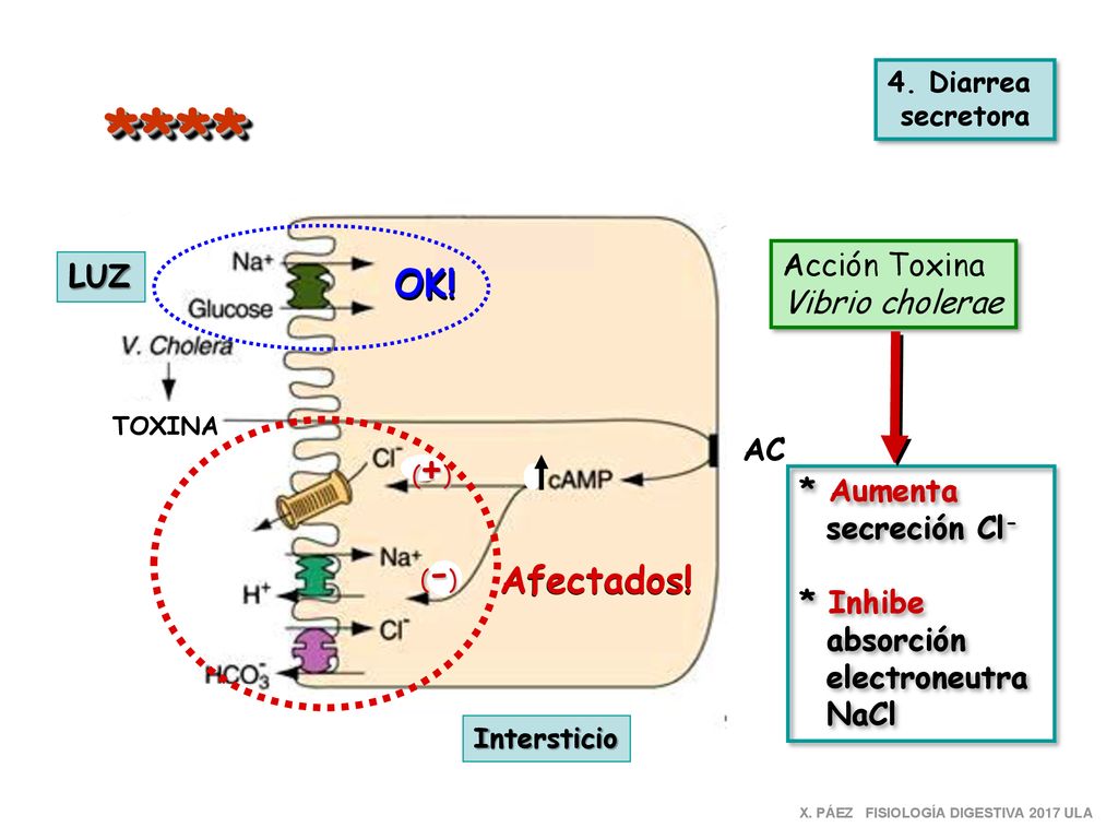 **** OK! Afectados! Acción Toxina LUZ Vibrio cholerae AC * Aumenta