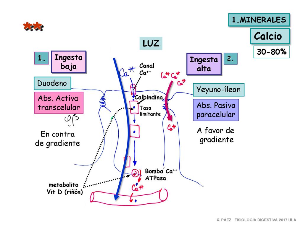 ** Calcio LUZ 1.MINERALES 30-80% 1. Ingesta Ingesta baja alta Duodeno