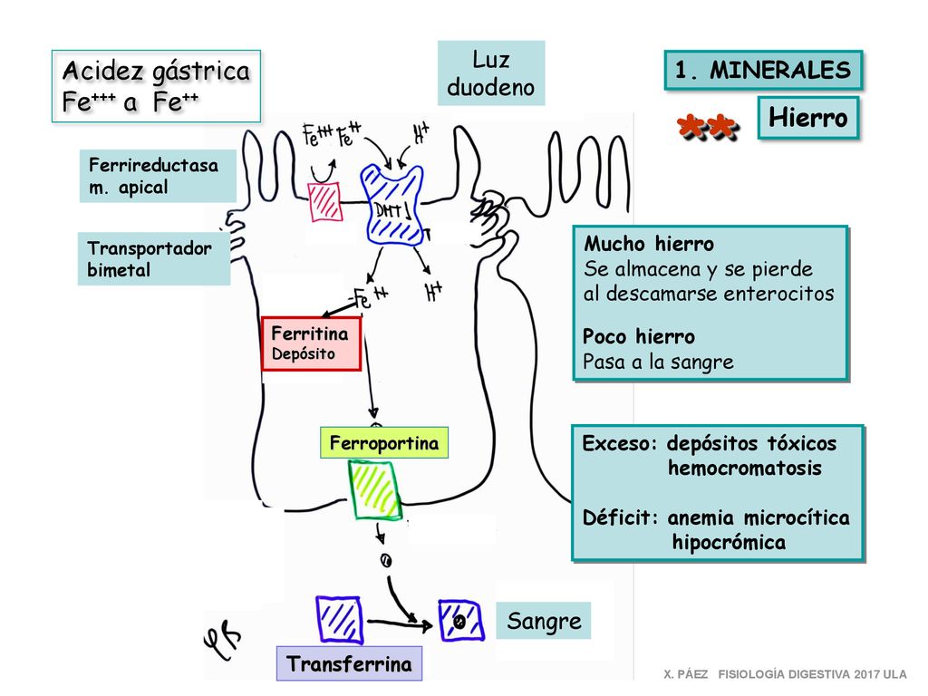 ** Acidez gástrica Fe+++ a Fe++ Hierro Luz 1. MINERALES duodeno Sangre