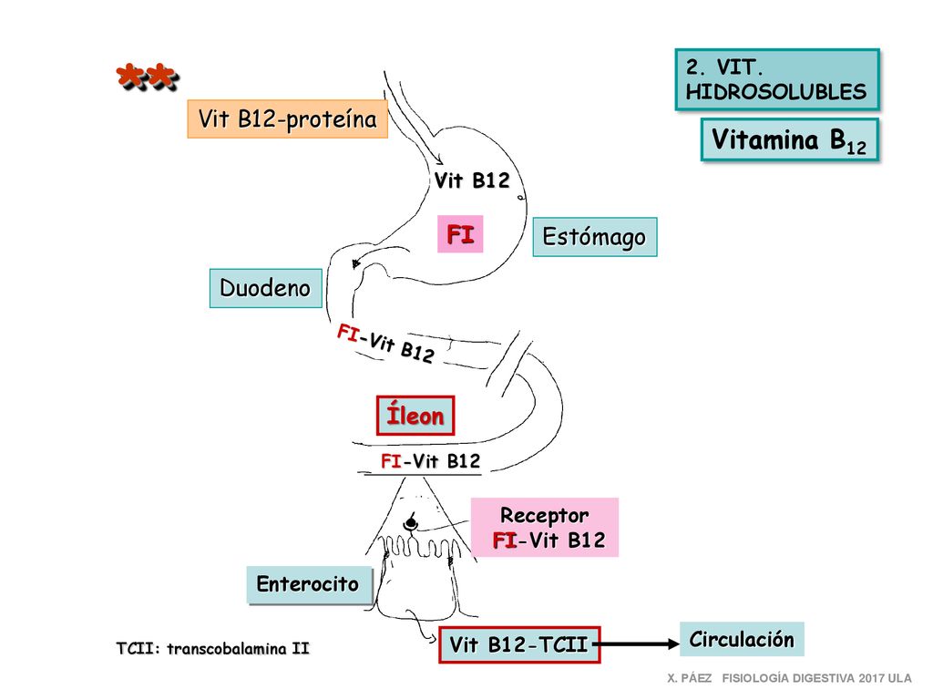 ** Vitamina B12 Vit B12-proteína FI Estómago Duodeno Íleon 2. VIT.