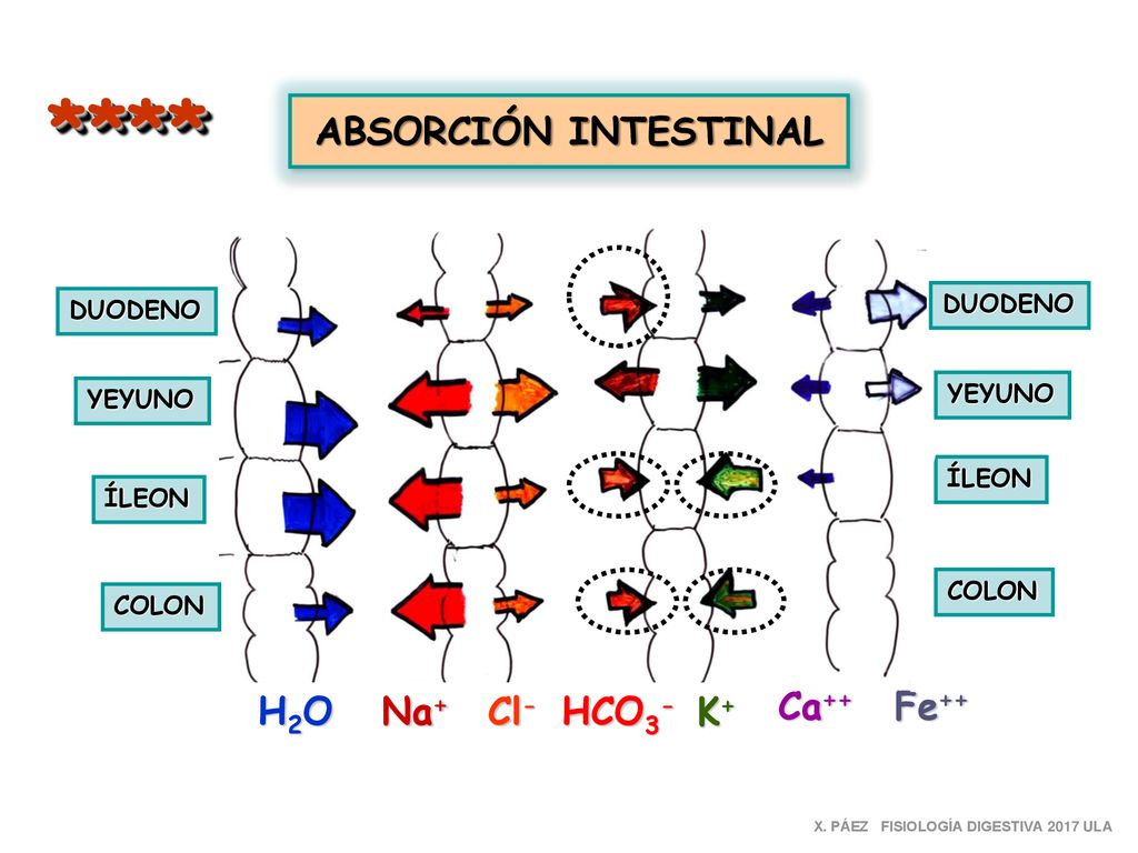 **** ABSORCIÓN INTESTINAL H2O Na+ Cl- HCO3- K+ Ca++ Fe++ DUODENO