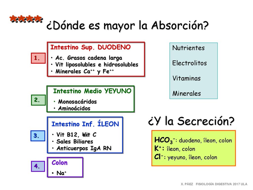 **** ¿Dónde es mayor la Absorción ¿Y la Secreción