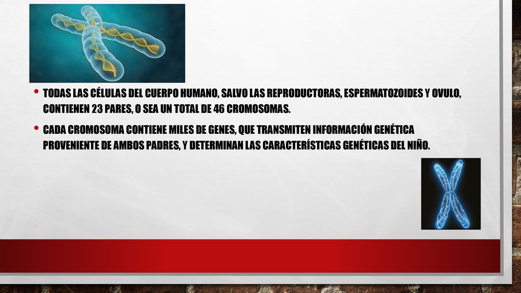 Todas las células del cuerpo humano, salvo las reproductoras, espermatozoides y ovulo, contienen 23 pares, o sea un total de 46 cromosomas.