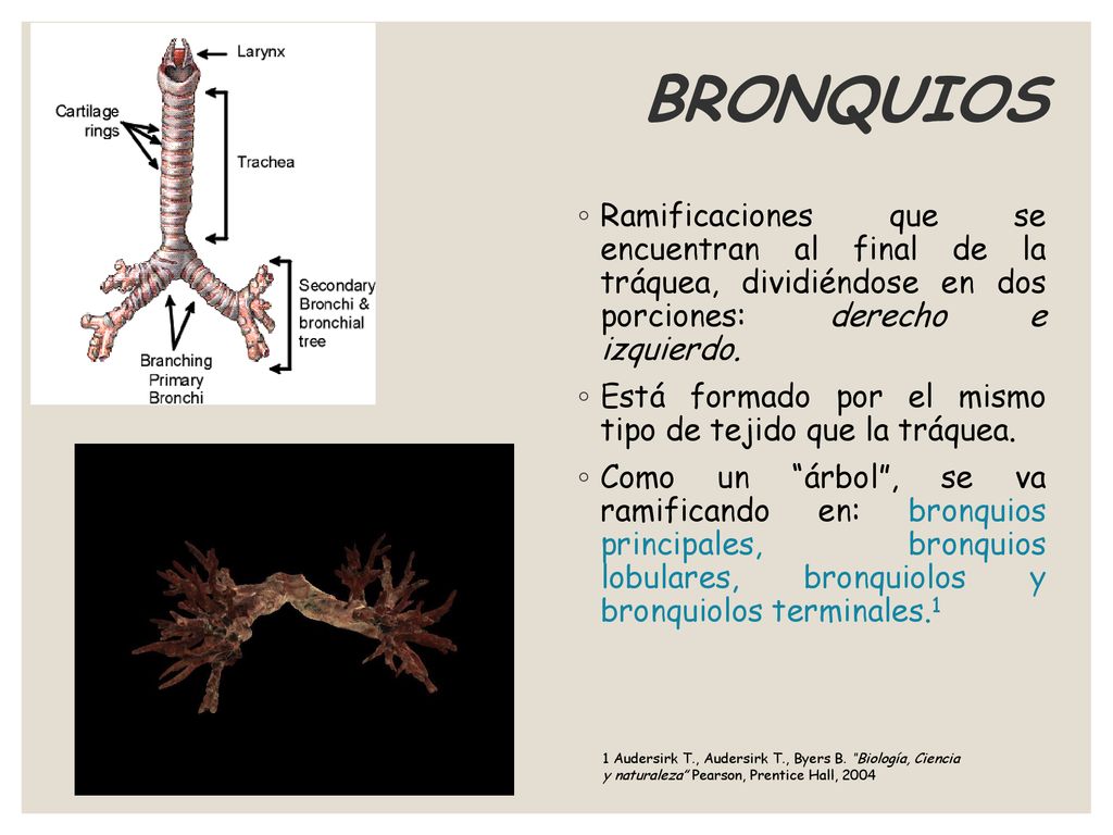 BRONQUIOS Ramificaciones que se encuentran al final de la tráquea, dividiéndose en dos porciones: derecho e izquierdo.