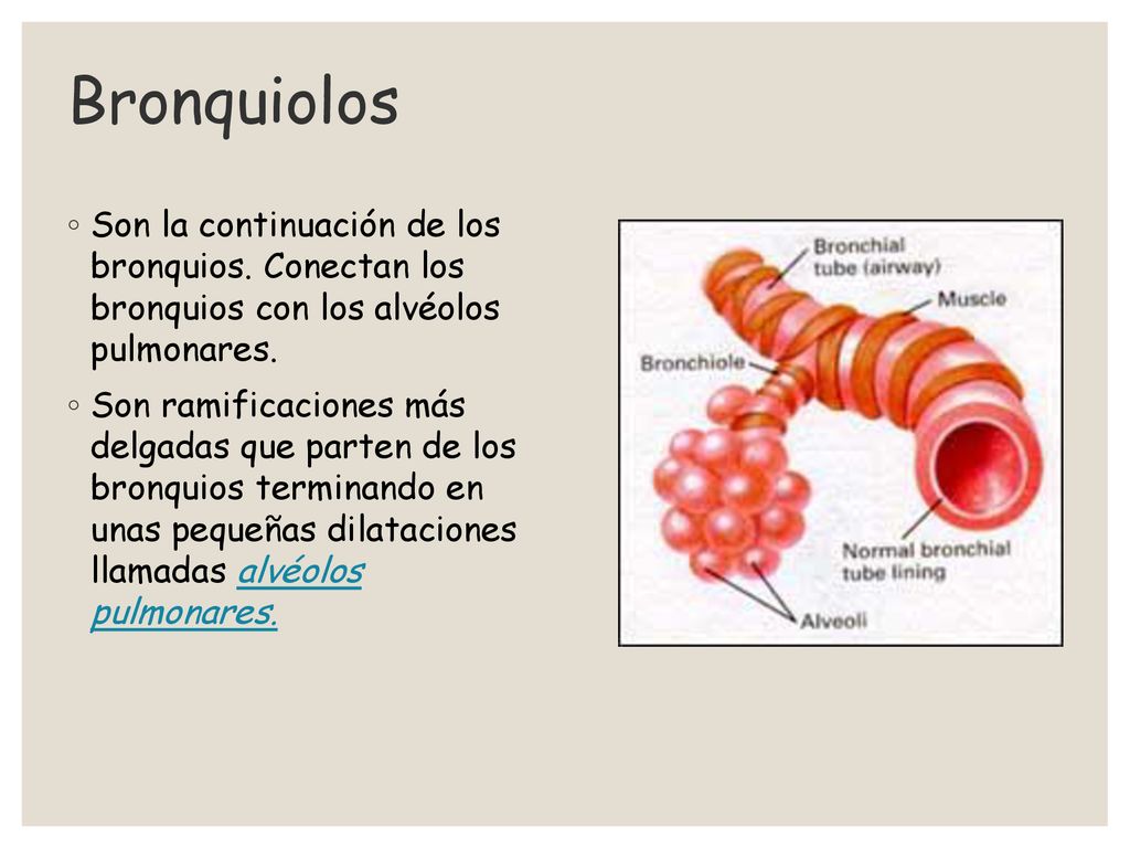 Bronquiolos Son la continuación de los bronquios. Conectan los bronquios con los alvéolos pulmonares.